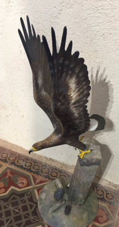 aigle